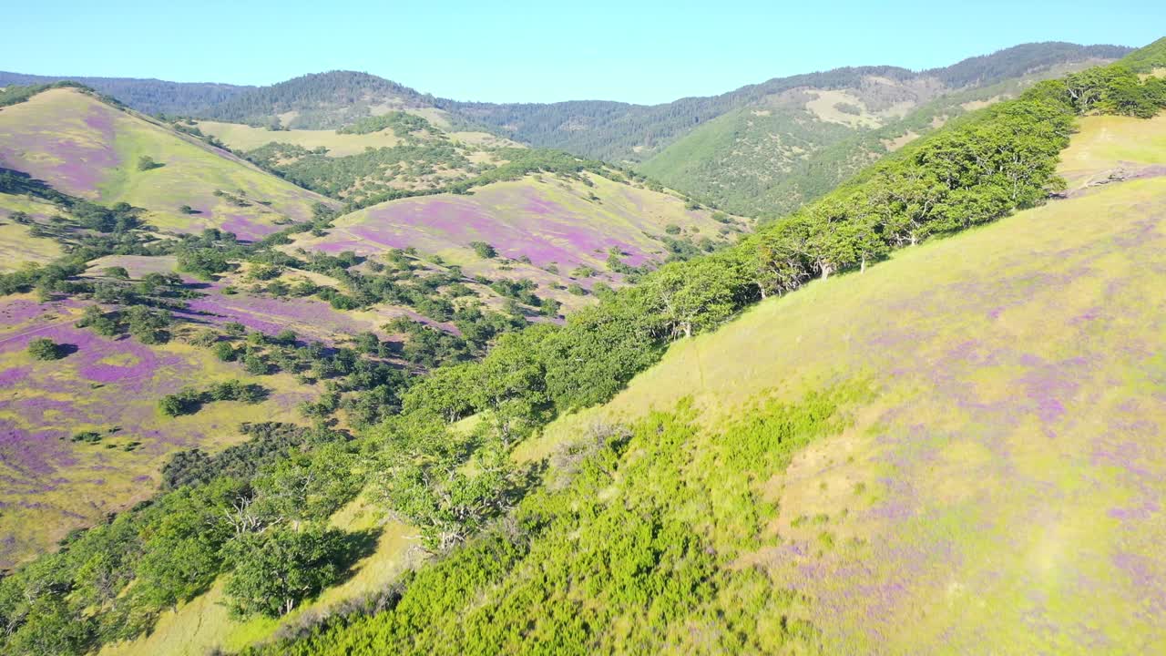 vista aérea de las estribaciones en el sur de oregon cubiertas de plantas de arveja florecientes