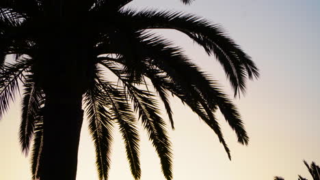 Silhouette of the trunk and branches of a canarian palm tree