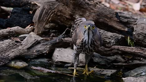 Der-Haubenhabicht-Ist-Einer-Der-Häufigsten-Raubvögel-In-Asien-Und-Gehört-Zur-Gleichen-Familie-Der-Adler,-Der-Weihen