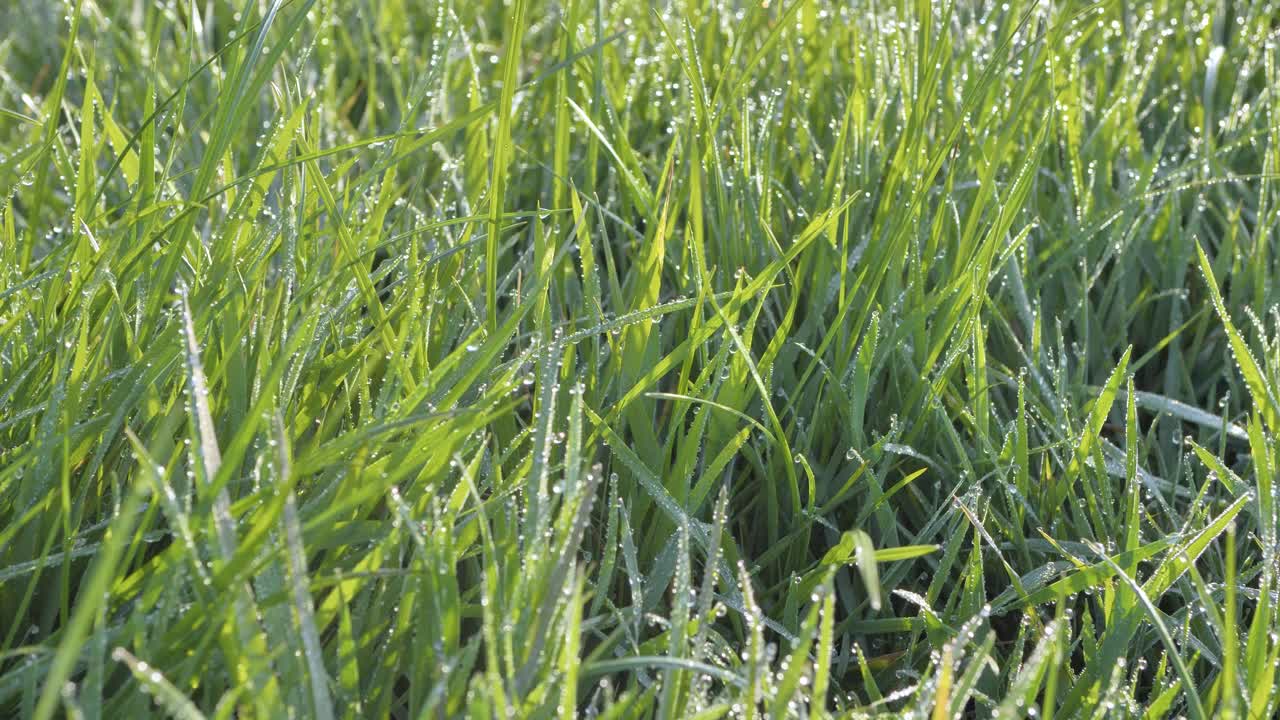 녹색 잔디는  ⁇ 빛에 아침 이슬의 방울에