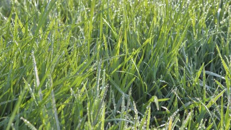 hierba verde en gotas de rocío de la mañana a la luz del sol