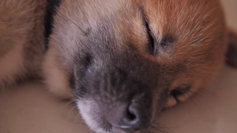 Cansado-Lindo-Pequeño-Cachorro-Rojo-Shiba-Inu-Durmiendo-Profundamente-En-El-Suelo