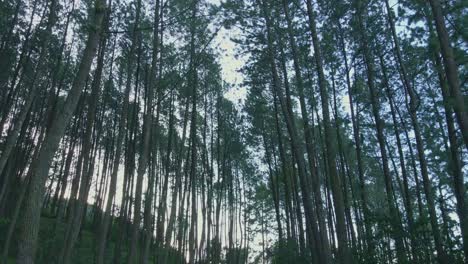los pinos se balancean en el viento