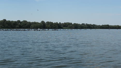 Hermoso-Lago-Con-Pájaros-Salvajes