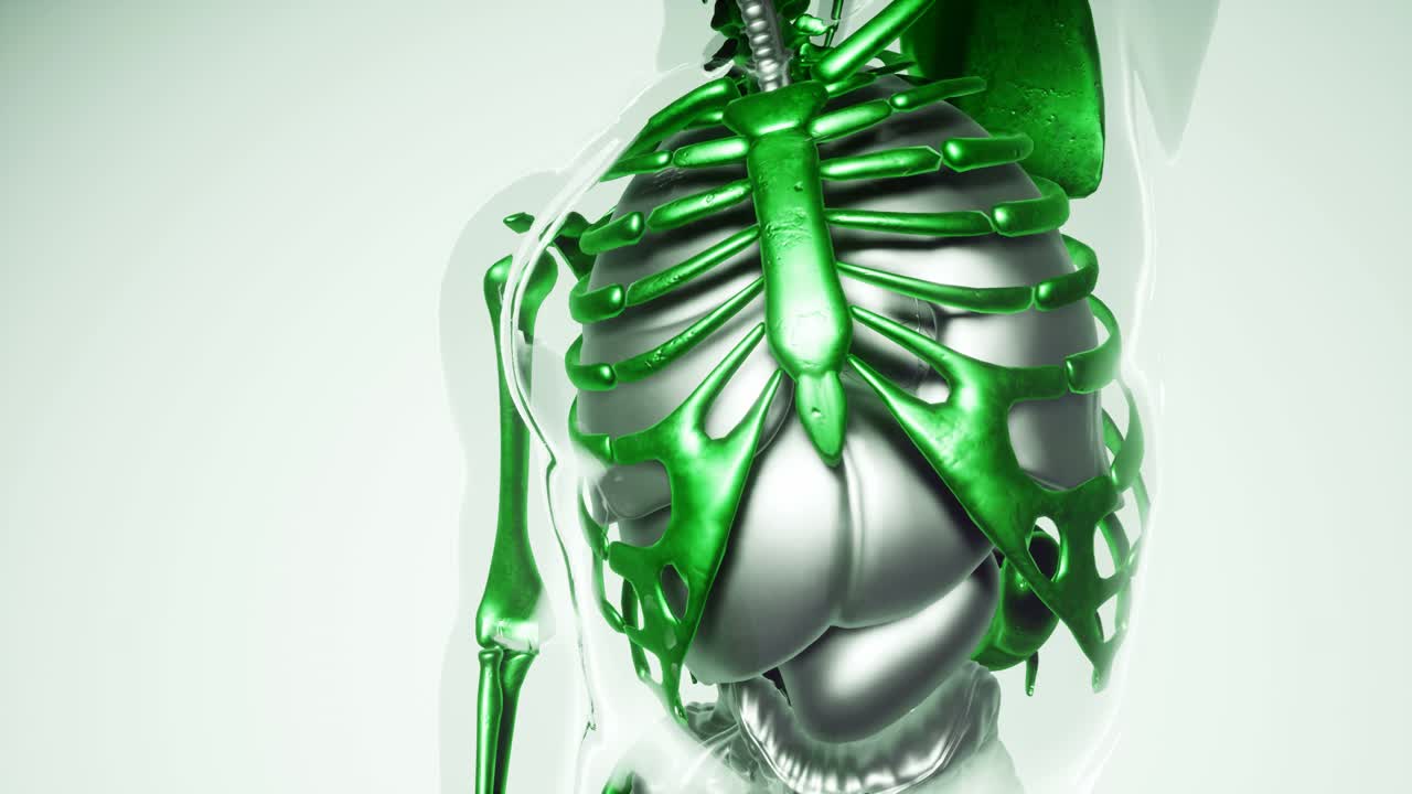 модель человеческих легких со всеми органами и костями