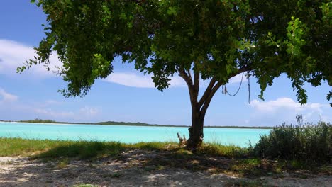 static video of the ocean with a tree in the foreground on exuma in the bahamas