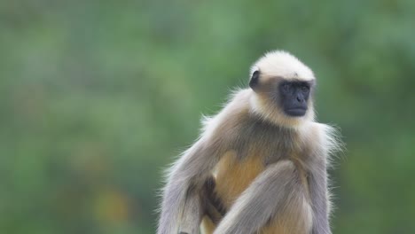 male hanuman langur monkey sits looking around in the evening as its hair flows in the wind