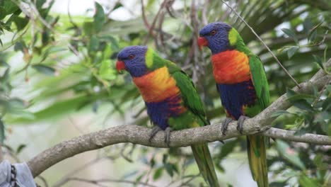 un par de pájaros loros arcoíris encaramados en un árbol, alerta y mirando a su alrededor