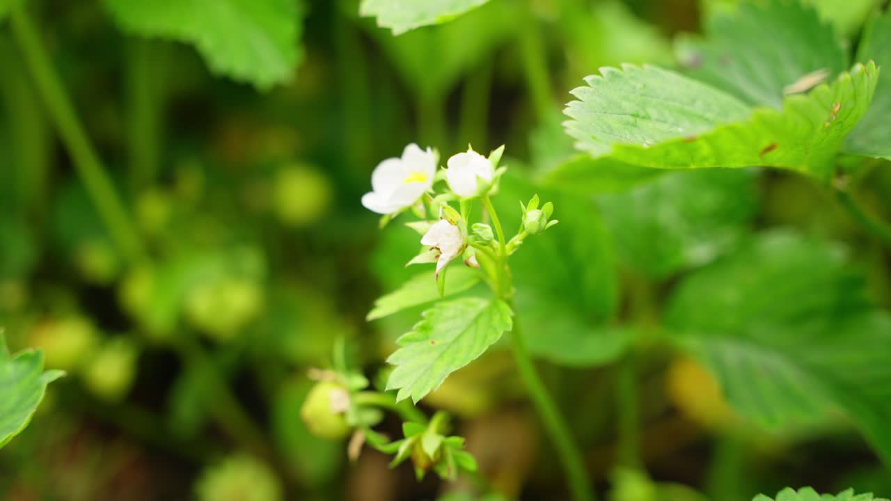 Close up of white strawberry blossoms in garden