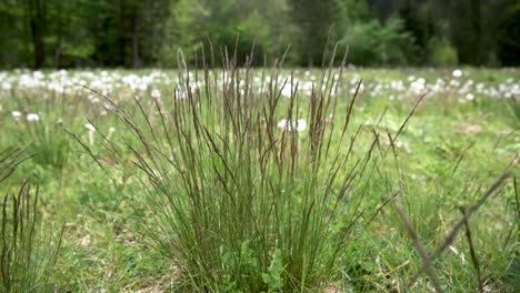 flores de primavera en eslovenia cerca de bohinj y el lago bohinj