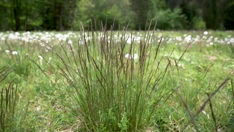 spring flowers in slovenia near bohinj and lake bohinj