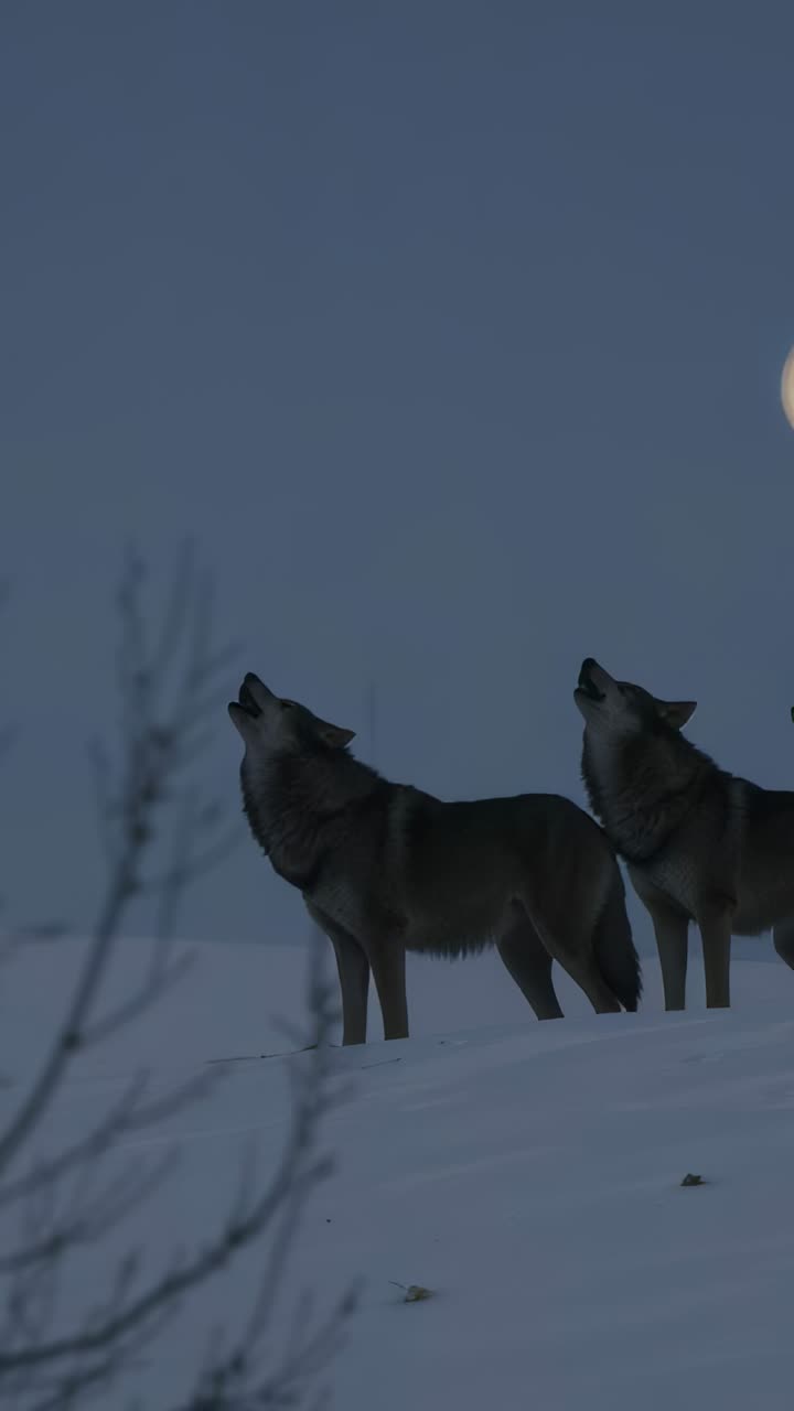 Vertical video: Howling two gray wolves calling pack on snow ridge at ...