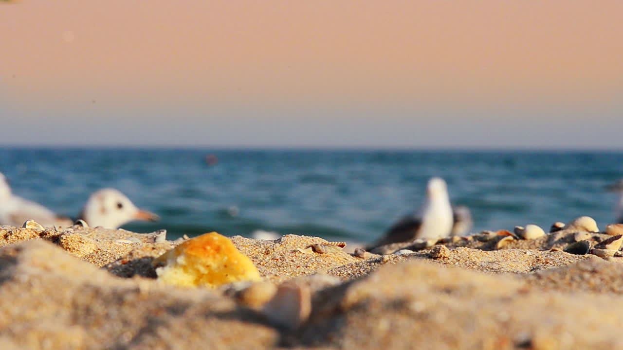 Seagulls on the beach. Sea and seagulls