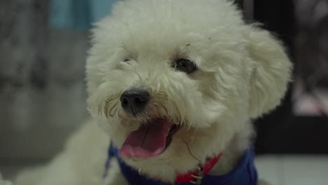 adorable white poodle puppy