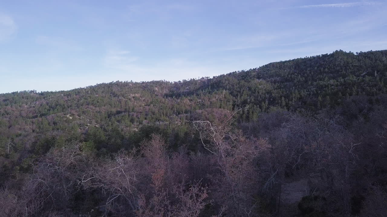 vista de drones de un vasto bosque de árboles parcialmente muertos que cubren colinas en un parque nacional salvaje