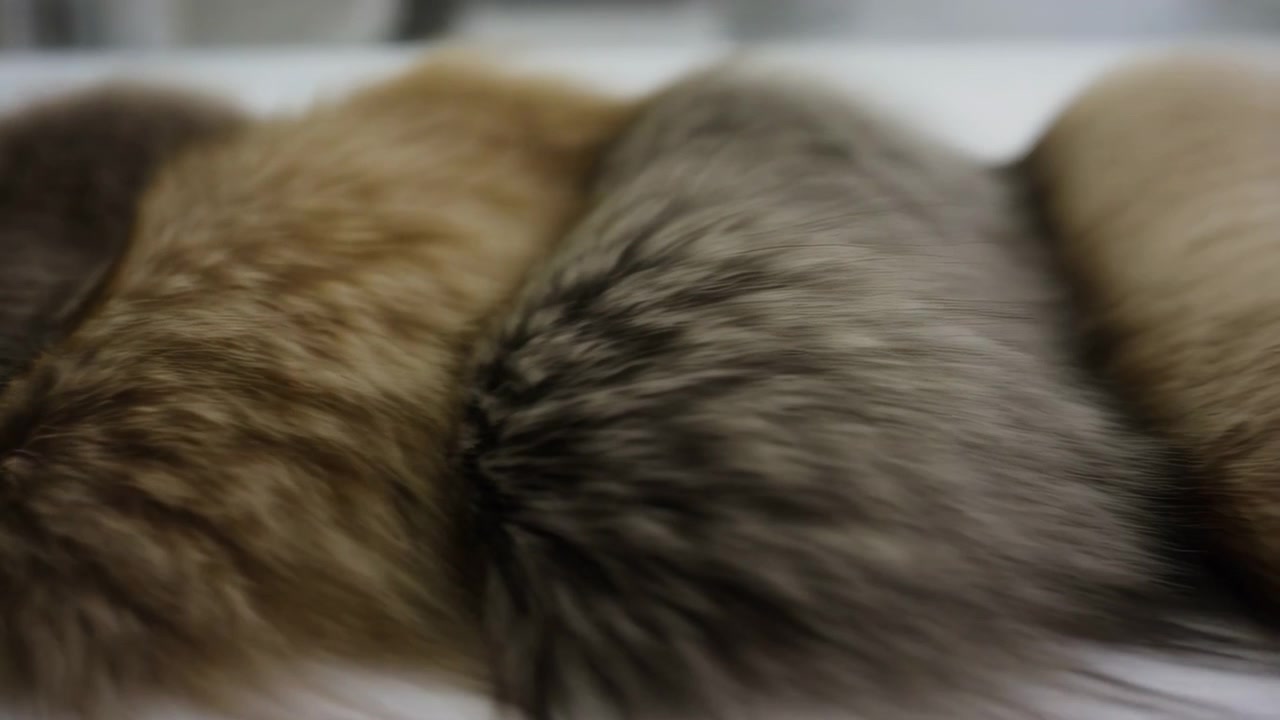 Three adjacent fur masses rest side by side while subtle focus shifts and soft streaking on rightmost mass indicate slight planar separation or transient hair displacement rather than distinct