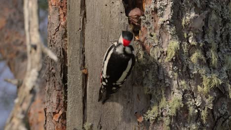 great spotted woodpecker bird on a tree looking for food. great spotted woodpecker (dendrocopos major) is a medium-sized woodpecker with pied black and white plumage and a red patch on the lower belly