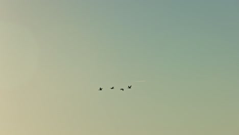 tracking shot showing flock of birds flying in succession during beautiful sunrise into sunlight.
