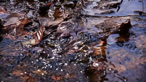 small stream flowing through leaves in the fall