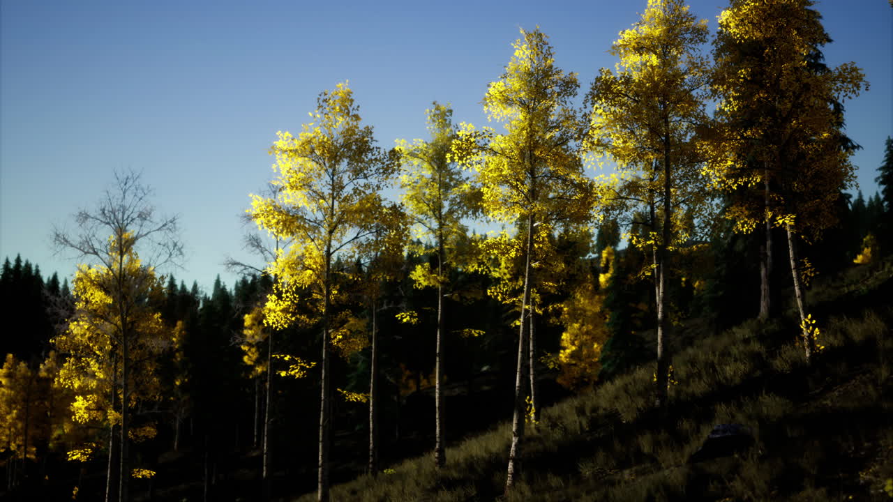 Autumn trees with vibrant yellow leaves lining a hillside during daylight