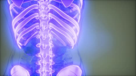 cuerpo humano transparente con huesos visibles