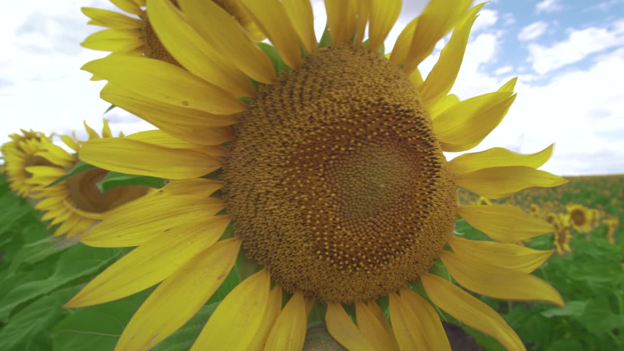 Flowers sunflower against the sky. Sunflower swaying in the wind