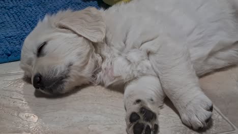 adorable golden retriever puppy sleeping on floor