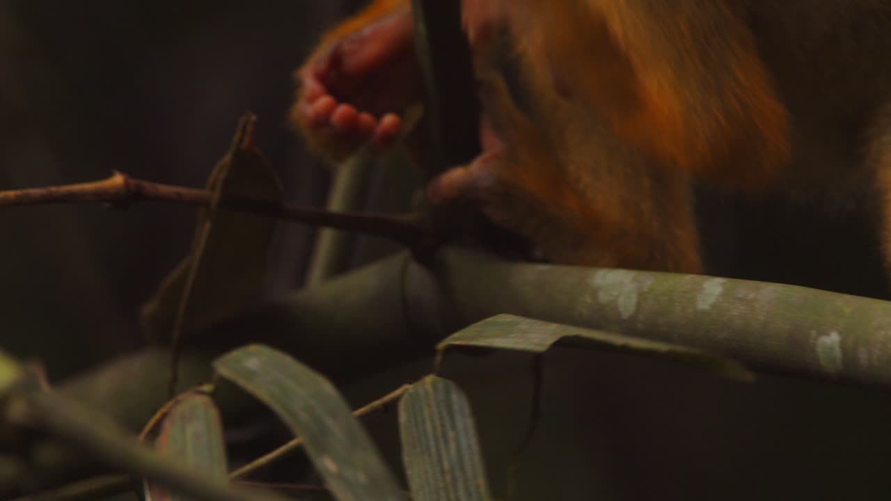 Closeup of black-capped squirrel monkey moving through the canopy, snacking on leaves in Peru’s Amazon jungle