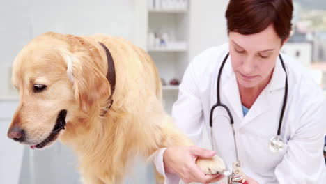 Veterinarian-cutting-dogs-nails