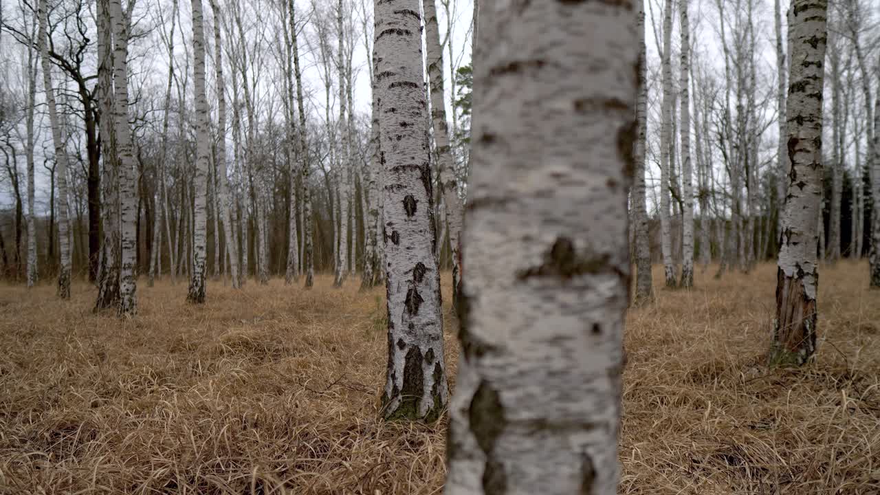 tronco de bétula em bosque com grama amarela longa em um dia nublado, caminhão à direita, focado no fundo