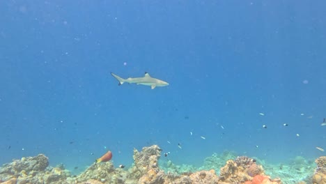 blacktip reef shark in a vibrant coral reef