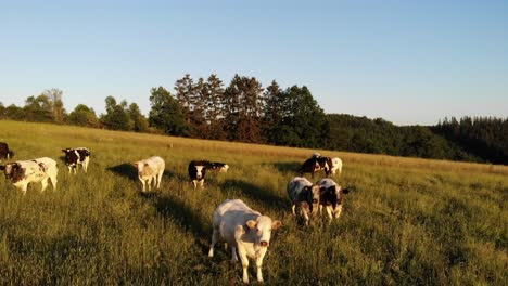 Grazing-cows-in-a-meadow-in-the-Ardennes,-filmed-by-a-drone