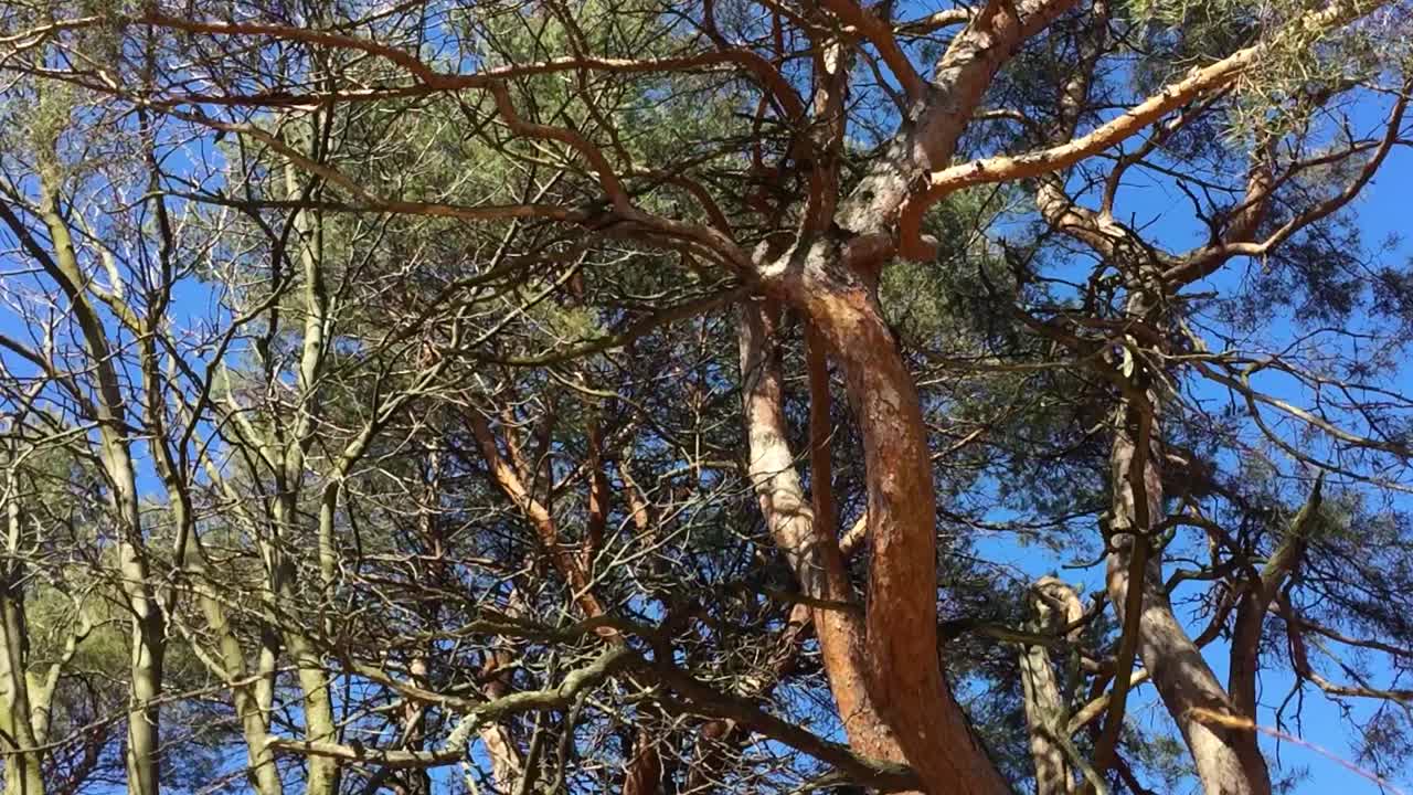 дуб и медоносные деревья весной, высокий парк, статический