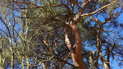 oak and honeylocust trees in the springtime, high park, static