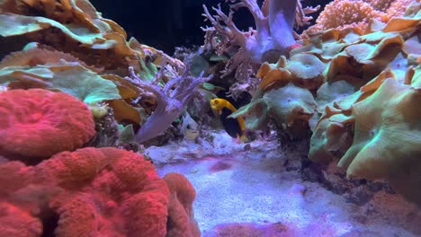 Colorful-tropical-fish-swimming-between-coral-and-anemone