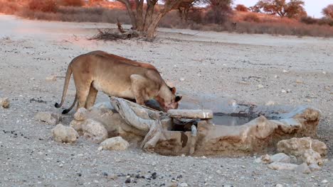 Dos-Leonas-Africanas-Beben-Agua-De-Un-Pequeño-Estanque-Del-Desierto-Hecho-Por-El-Hombre