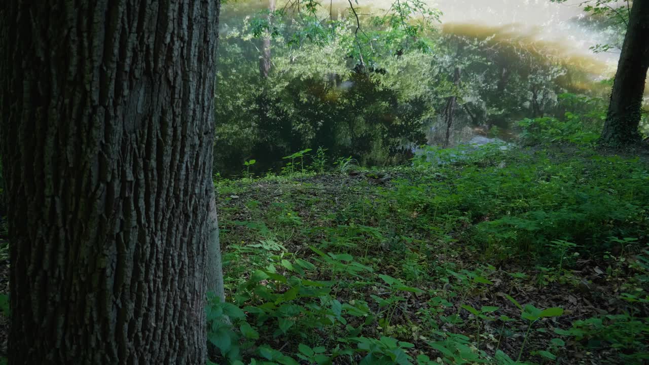 ondas de agua tranquila a orillas del arroyo wissahickon