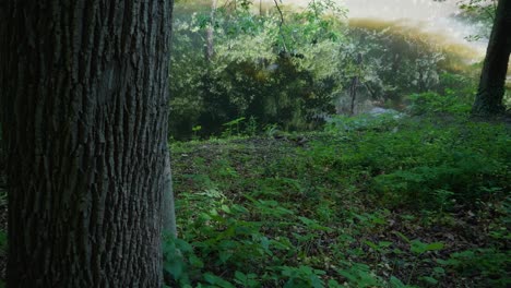 ondas de agua tranquila a orillas del arroyo wissahickon