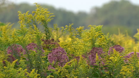 Die-Schönen-Goldenen-Stangen-Und-Andere-Herbstblumen,-Die-Im-Wind-Wehen