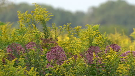 las hermosas varas doradas y otras flores de otoño que soplan en la brisa