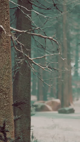 snowy winter forest scene