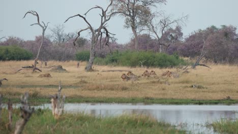 clip ancho de una manada de leones girando para observar presas distantes mientras dos pájaros toman vuelo, khwai, botswana