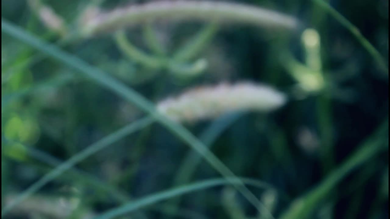 detalle de la hierba