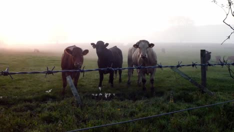 glowing foggy morning sunrise cow herd silhouette cattle grazing in countryside meadow scene