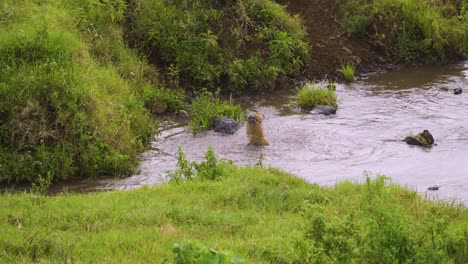 Una-Hiena-Salvaje-Nada-En-Un-Estanque-Rodeado-De-Hierba-Verde-Y-Arbustos-Verdes-En-Un-Safari-En-África