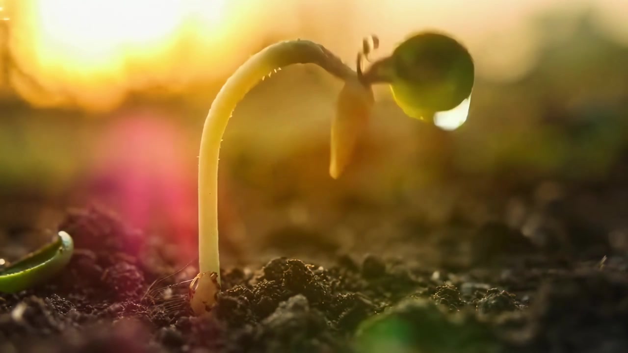 Time Lapse of a Seedling Sprouting from Soil at Sunrise