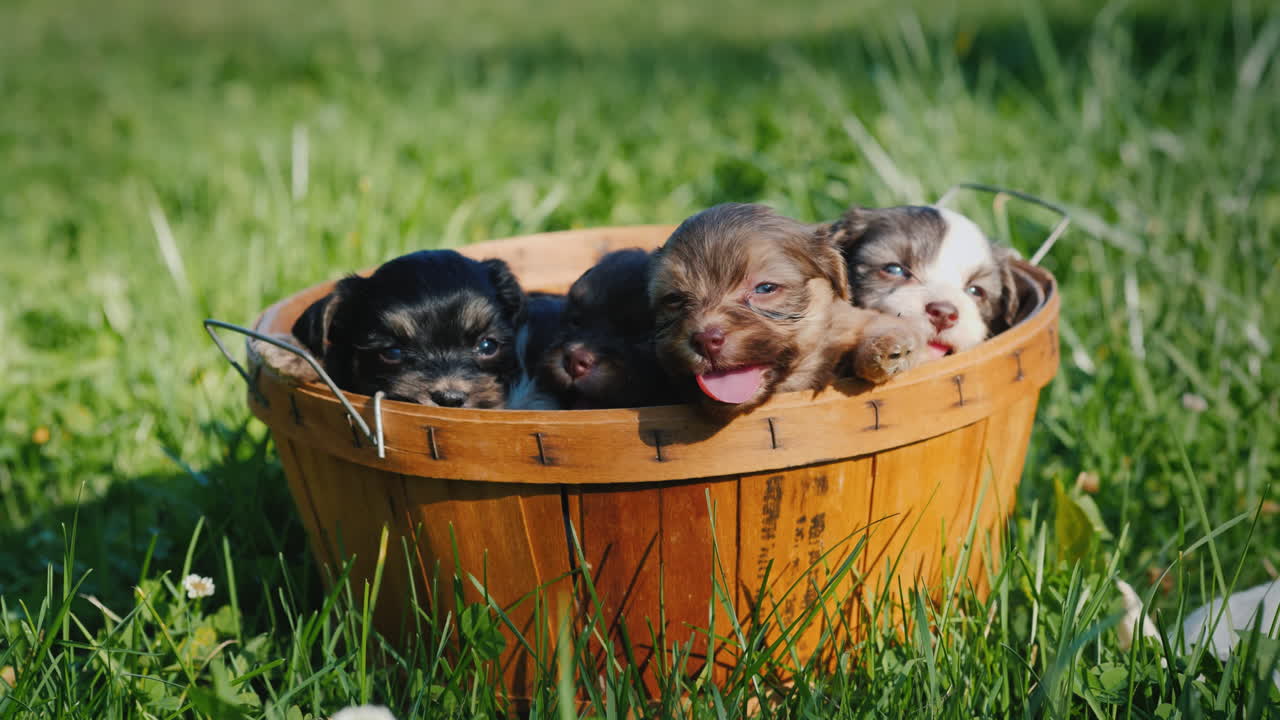 Cesta de la felicidad - Pequeños cachorros en un exuberante césped verde.
