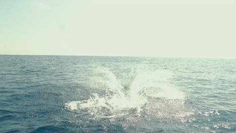 dolphin jumping in the surface