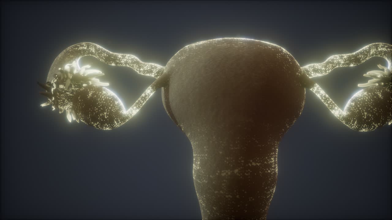 anatomía del sistema reproductivo femenino