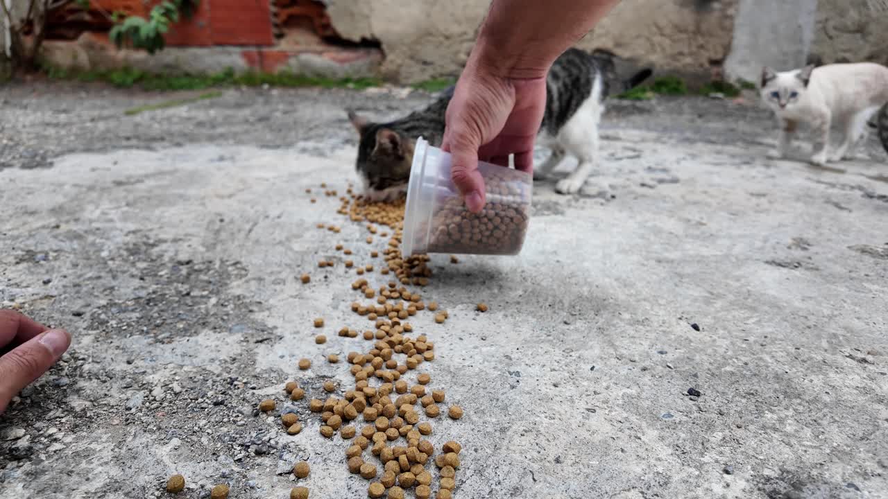 Nahaufnahme einer Person, die hungrige streunende Katzen und Kätzchen im Freien füttert